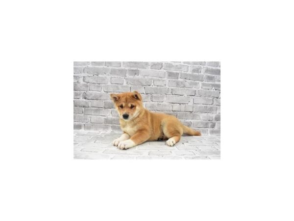 Shiba Inu-DOG-Female-Red-5877-Petland San Antonio, TX