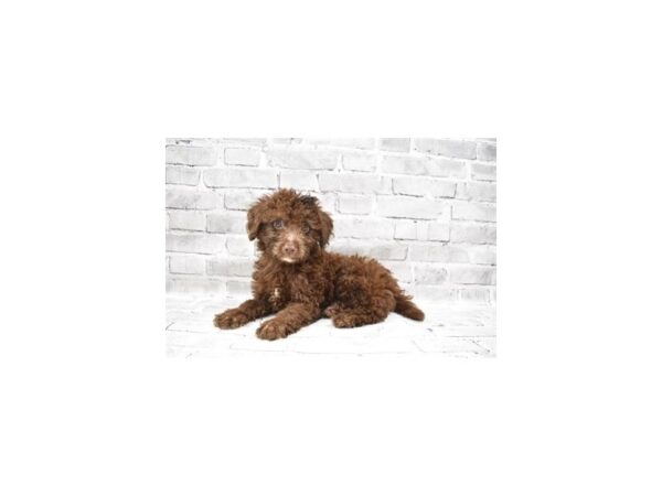 Aussiedoodle-DOG-Male-Chocolate-5874-Petland San Antonio, TX