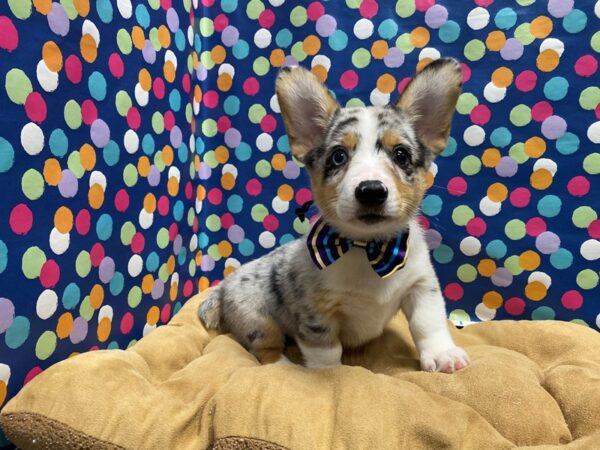 Pembroke Welsh Corgi-DOG-Male-bl mrl-5880-Petland San Antonio, TX