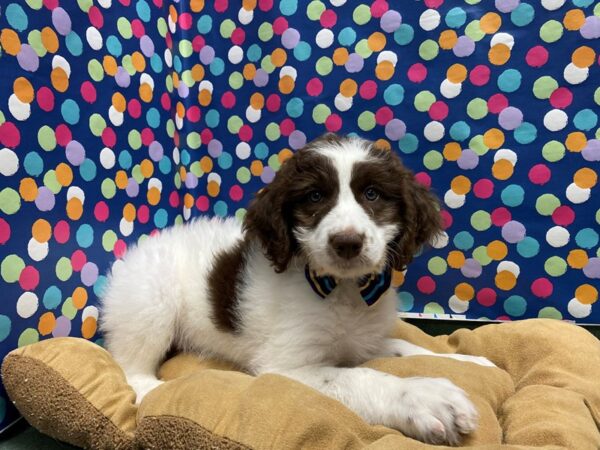 Aussiedoodle DOG Male wh & chlt parti 5881 Petland San Antonio, TX