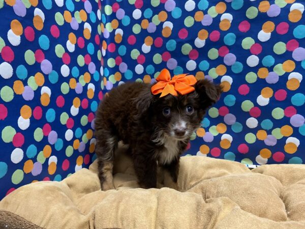 Miniature Australian Shepherd-DOG-Female-chlt, wh mkgs tn pts-5882-Petland San Antonio, TX