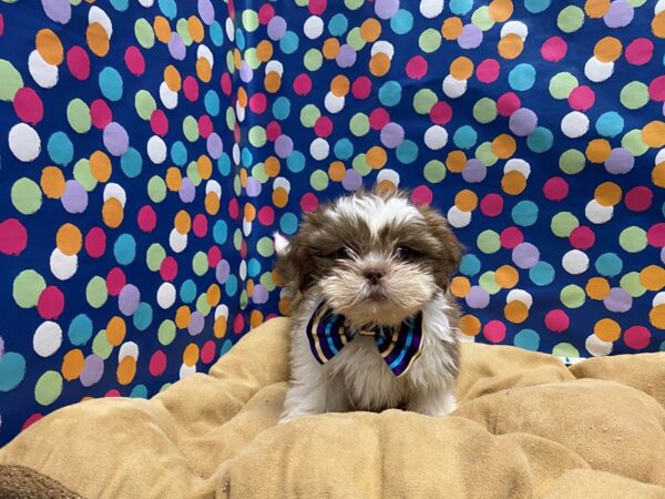 Shih Tzu-DOG-Male-wh & chlt parti-5883-Petland San Antonio, TX
