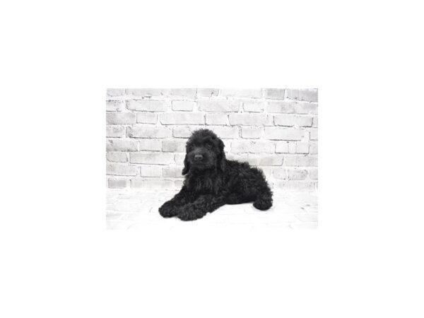 Cockapoo-DOG-Male-Black-5886-Petland San Antonio, TX