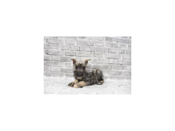 Miniature Schnauzer-DOG-Female-Salt and Pepper-5888-Petland San Antonio, TX