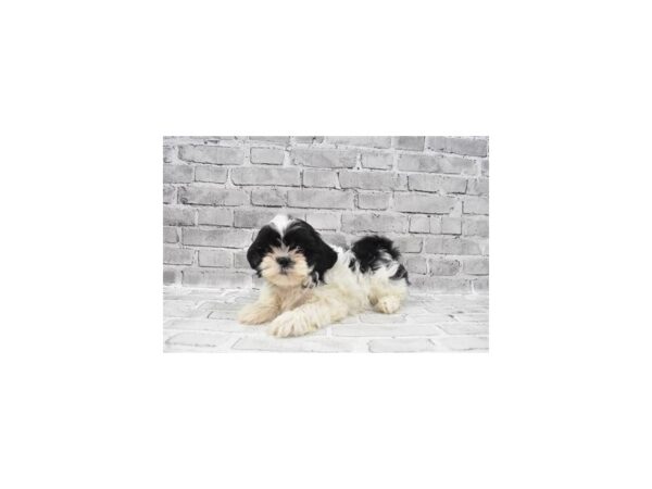 Shih Tzu-DOG-Male-Black and White-5890-Petland San Antonio, TX
