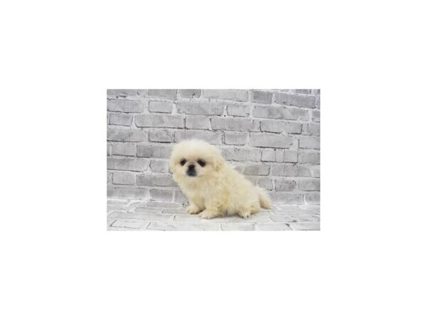 Pekingese-DOG-Female-Cream-5889-Petland San Antonio, TX