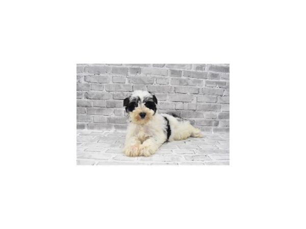 Miniature Schnauzer-DOG-Male-Black-5887-Petland San Antonio, TX