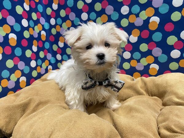 Maltese-DOG-Male-wh, blk pts-5893-Petland San Antonio, TX