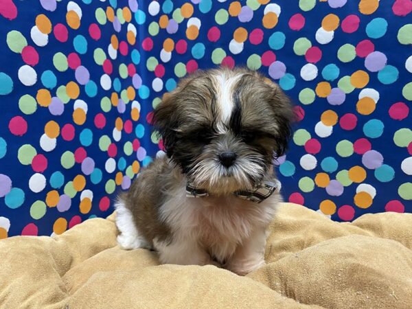 Shih Tzu-DOG-Male-wh & gld parti-5894-Petland San Antonio, TX
