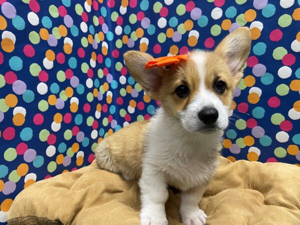 Pembroke Welsh Corgi-DOG-Female-rd wh & sbl-5895-Petland San Antonio, TX