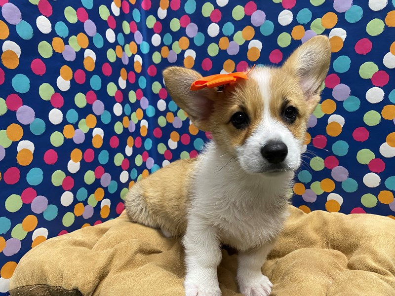 Pembroke Welsh wh & sbl3259009Petland San Antonio, TX