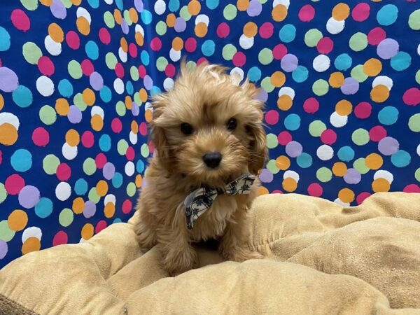 Cavapoo-DOG-Male-rby wh mkgs-5896-Petland San Antonio, TX