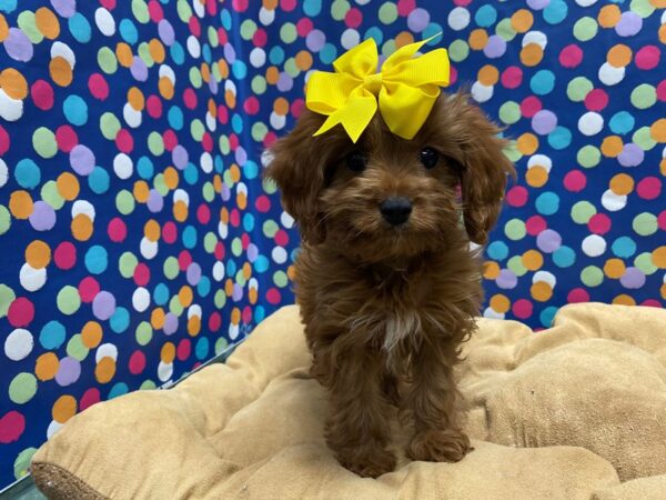 Cavapoo-DOG-Female-rd wh mkgs-5897-Petland San Antonio, TX
