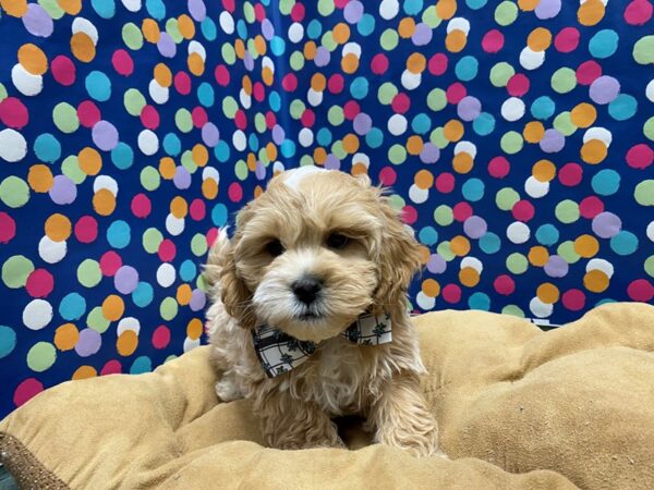 Lhasapoo DOG Male cr & wh 5898 Petland San Antonio, TX