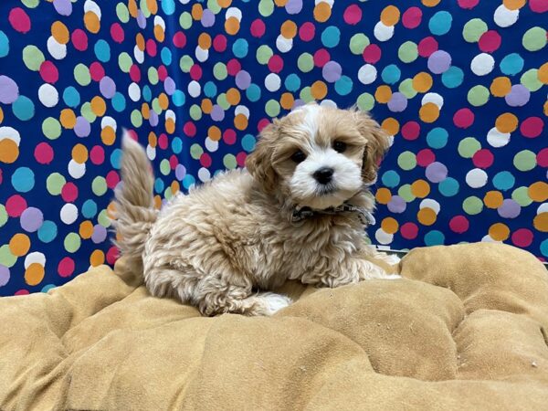 Lhasapoo DOG Male cr & wh 5899 Petland San Antonio, TX