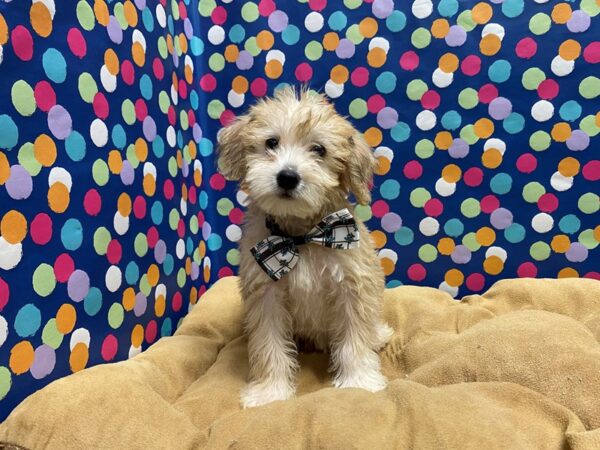 Schnoodle-DOG-Male-buff w slt & ppr-5900-Petland San Antonio, TX