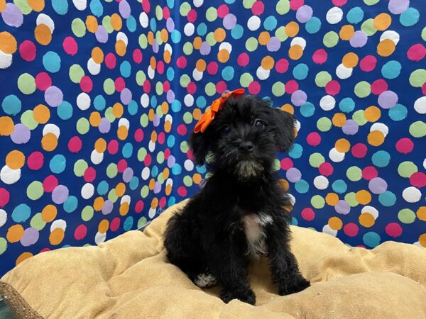 Schnoodle-DOG-Female-blk & wh parti-5901-Petland San Antonio, TX