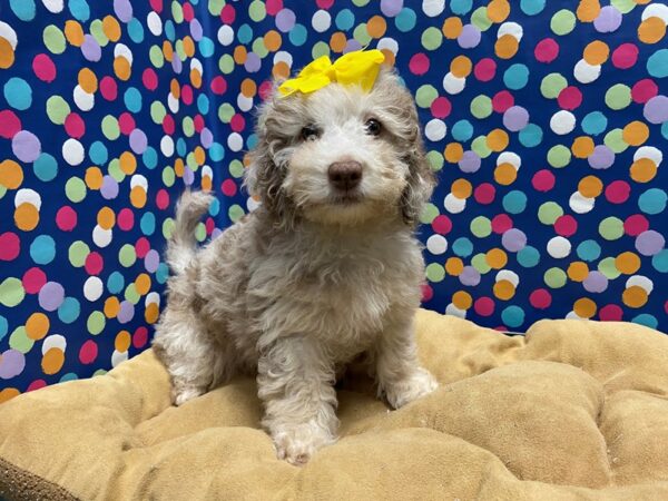F1B Goldendoodle-DOG-Female-choc mrl-5903-Petland San Antonio, TX