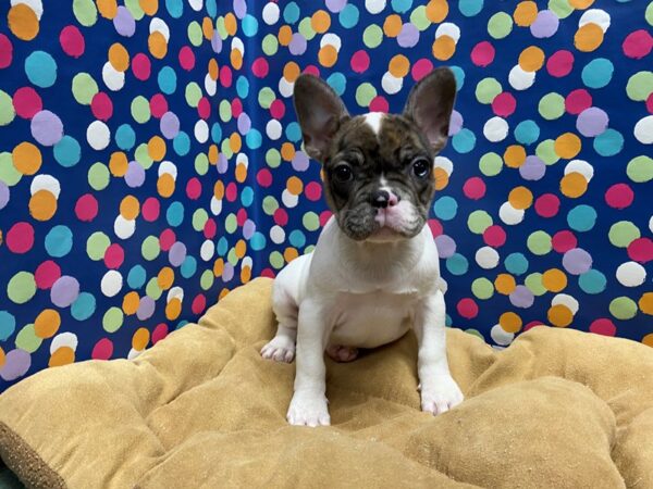 French Bulldog-DOG-Female-mrl-5870-Petland San Antonio, TX