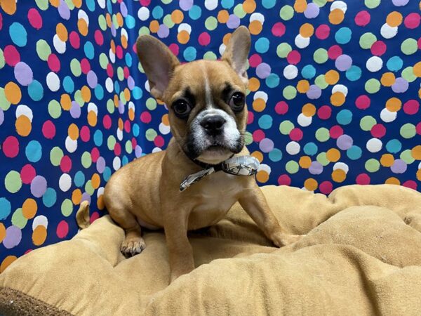 French Bulldog-DOG-Male-fn & wh-5849-Petland San Antonio, TX