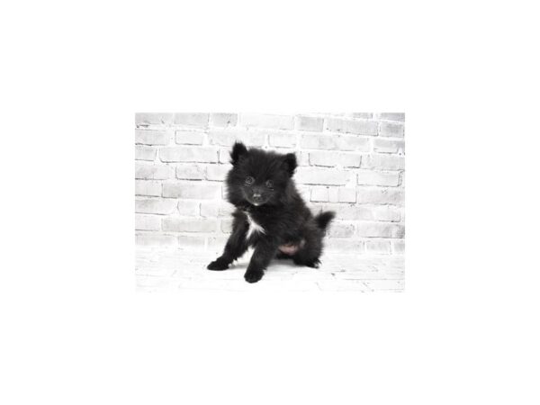 Pomeranian-DOG-Female-Black-5905-Petland San Antonio, TX