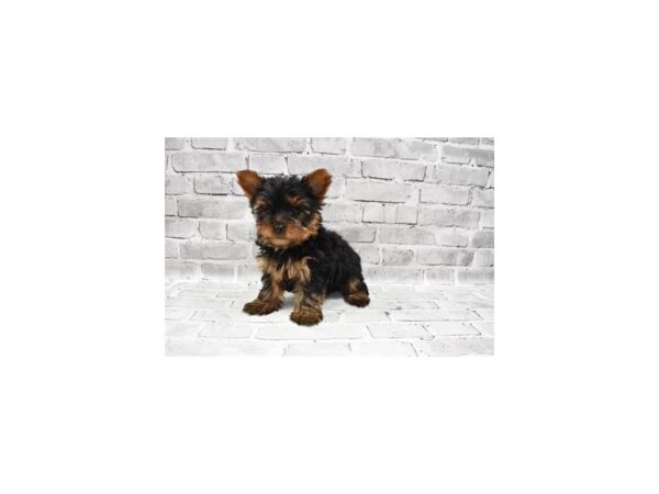 Yorkshire Terrier-DOG-Male-Black and Tan-5906-Petland San Antonio, TX