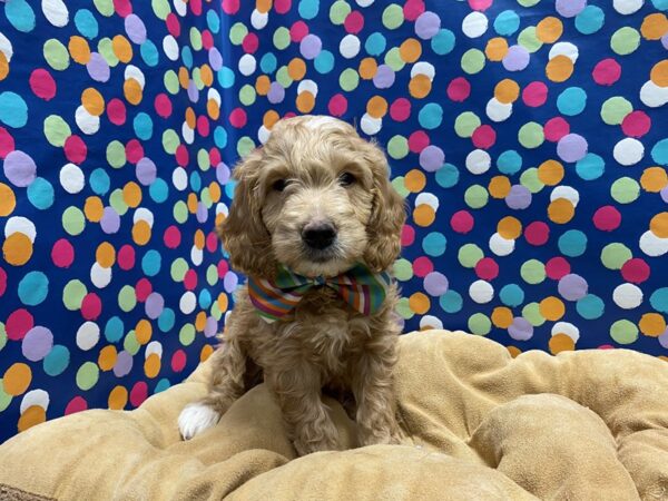 Mini Goldendoodle-DOG-Male-dk gldn, wh mkgs-5907-Petland San Antonio, TX