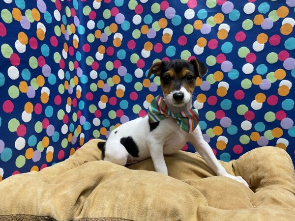 Jack Russell Terrier DOG Male wh blk & tn 5909 Petland San Antonio, TX