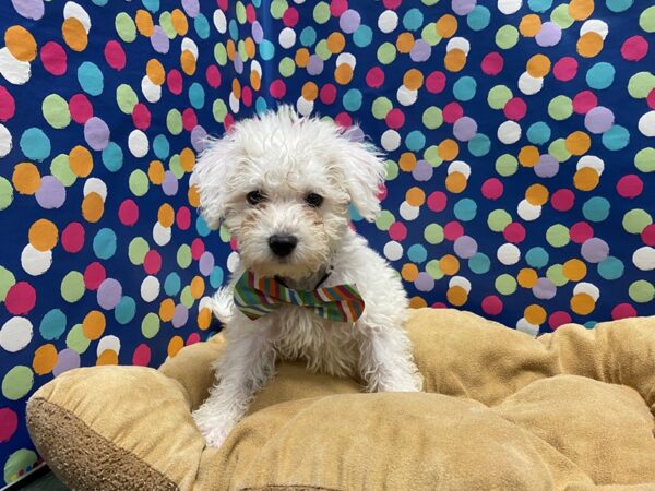 Bichon Frise DOG Male wh 5910 Petland San Antonio, TX