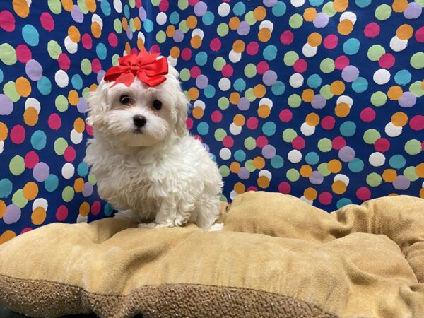 Malti Poo DOG Female wh 5911 Petland San Antonio, TX