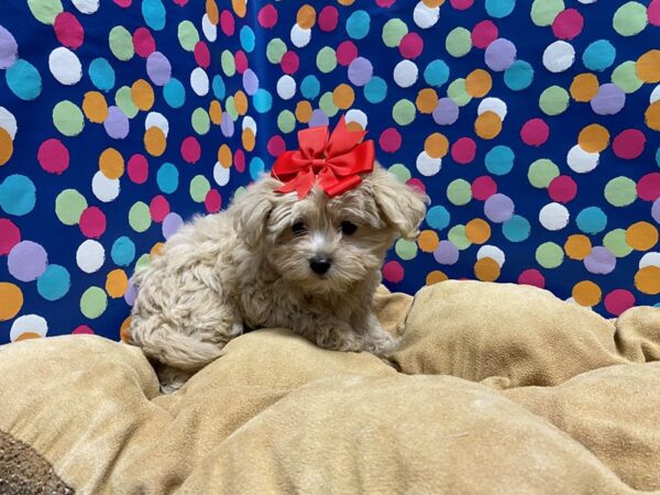 Maltipoo-DOG-Female-buff-5912-Petland San Antonio, TX