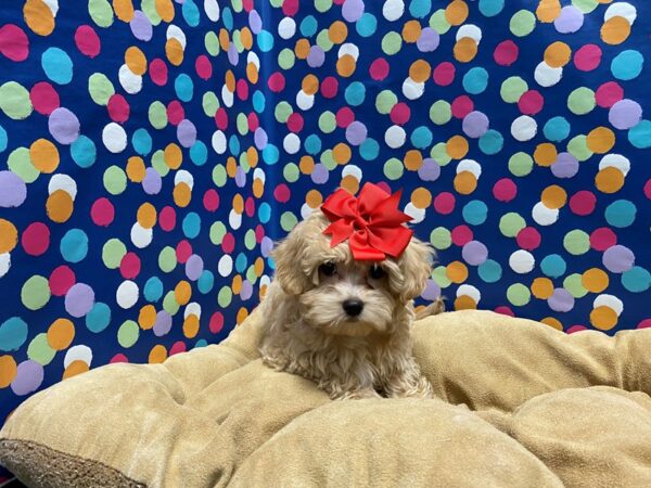 Maltipoo-DOG-Female-lgt gldn-5913-Petland San Antonio, TX