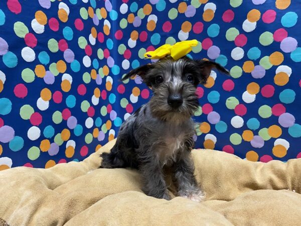 Miniature Schnauzer-DOG-Female-slt & ppr mrl-5914-Petland San Antonio, TX