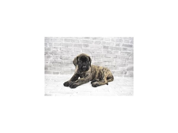 English Mastiff DOG Male Brindle 5919 Petland San Antonio, TX