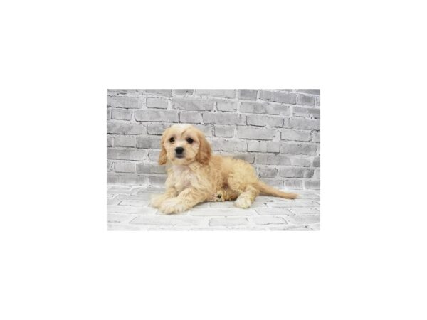 Cavachon DOG Female Cream 5918 Petland San Antonio, TX