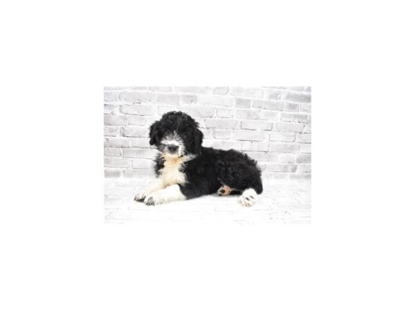 Aussiedoodle-DOG-Female-Black and White-5916-Petland San Antonio, TX