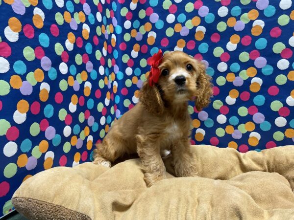 Cocker Spaniel-DOG-Female-rd, wh mkgs-5921-Petland San Antonio, TX