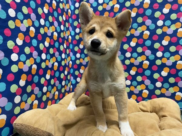 Shiba Inu-DOG-Female-rd sesme-5923-Petland San Antonio, TX
