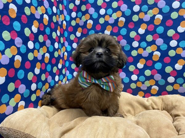 Lhasa Apso DOG Male br 5924 Petland San Antonio, TX