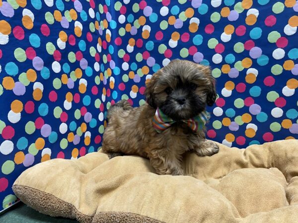 Lhasa Apso-DOG-Male-lgt br-5925-Petland San Antonio, TX