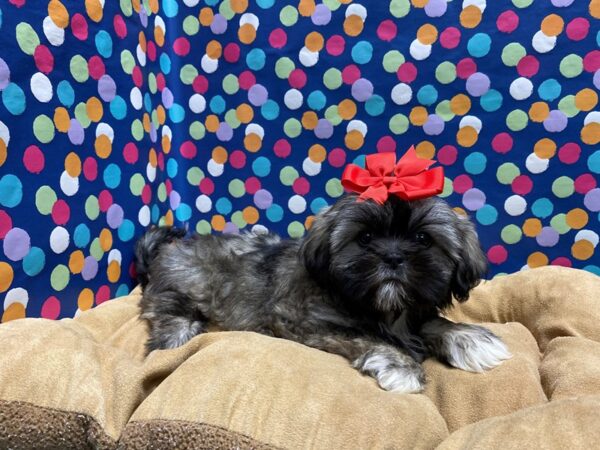 Lhasa Apso-DOG-Female-gr-5926-Petland San Antonio, TX