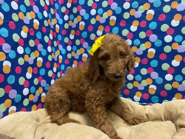 Goldendoodle DOG Female dk red 5927 Petland San Antonio, TX