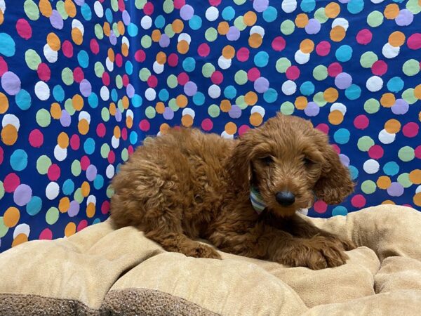 Goldendoodle-DOG-Male-dk rd-5928-Petland San Antonio, TX