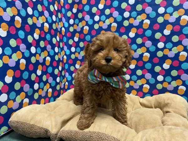 Cavapoo-DOG-Male-rd-5929-Petland San Antonio, TX