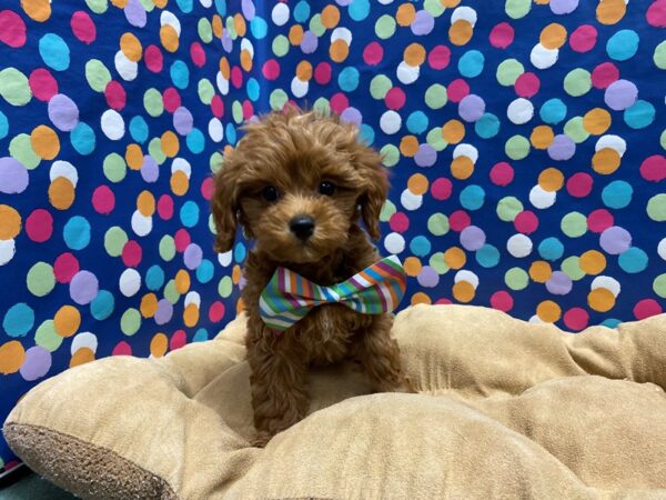 Cavapoo-DOG-Male-dk rd-5930-Petland San Antonio, TX