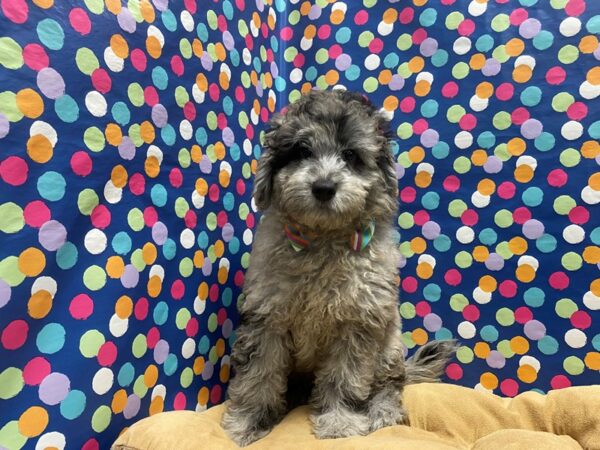 Mini Goldendoodle-DOG-Male-bl mrl-5902-Petland San Antonio, TX