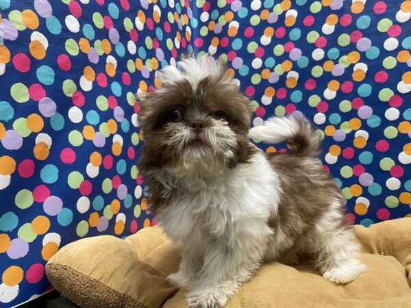 Shih Tzu-DOG-Female-wh & chlt parti-5892-Petland San Antonio, TX