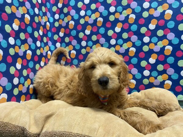 Goldendoodle-DOG-Male-rd-5935-Petland San Antonio, TX