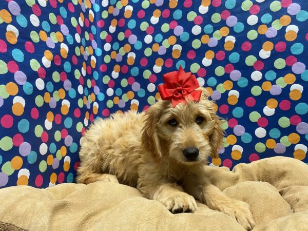 Goldendoodle-DOG-Female-rd-5936-Petland San Antonio, TX