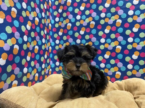 Yorkshire Terrier-DOG-Male-blk & tn-5937-Petland San Antonio, TX